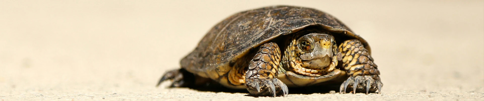 The Hidden Cost of a Slow Salesforce Org hero image